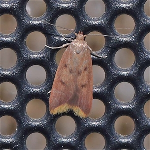 Tachystola acroxantha at Turner, ACT - 17 Oct 2024 08:32 PM