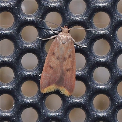 Tachystola acroxantha (A Concealer moth) at Turner, ACT - 17 Oct 2024 by ConBoekel