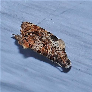 Acroceuthes metaxanthana at Turner, ACT - 18 Oct 2024 08:35 PM