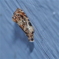 Acroceuthes metaxanthana at Turner, ACT - 18 Oct 2024 08:35 PM