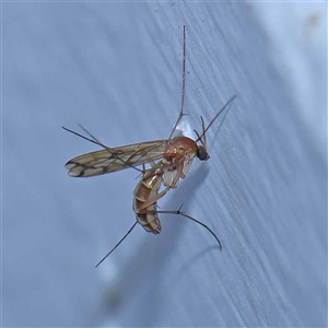 Pyrtaula sp. (genus) at Turner, ACT - 18 Oct 2024