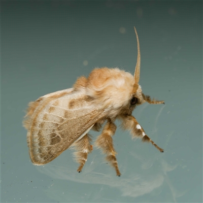 Doratifera pinguis (Pale Cup Moth) at Harrison, ACT - 19 Oct 2024 by DPRees125