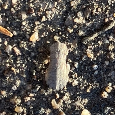 Stenocotini sp. (tribe) (A leafhopper) at Garran, ACT - 19 Oct 2024 by Medha