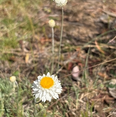 Leucochrysum albicans subsp. tricolor (Hoary Sunray) at Queanbeyan West, NSW - 29 Sep 2024 by MrsCinTheCap