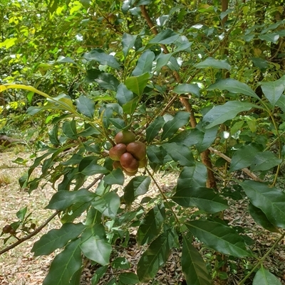 Synoum glandulosum (Scentless Rosewood) at Kangaroo Valley, NSW - 20 Oct 2024 by don@kerrigan.net