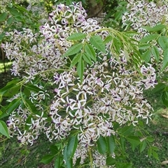 Melia azedarach (White Cedar) at Kangaroo Valley, NSW - 19 Oct 2024 by don@kerrigan.net