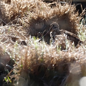 Gallinago hardwickii at Fyshwick, ACT - suppressed