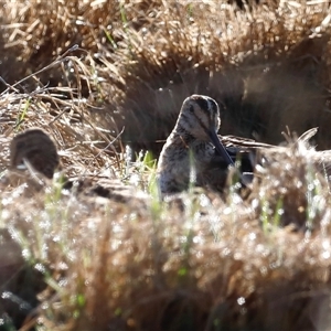 Gallinago hardwickii at Fyshwick, ACT - suppressed