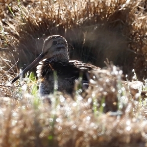 Gallinago hardwickii at Fyshwick, ACT - 20 Oct 2024