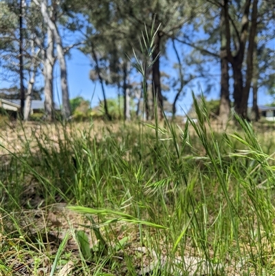 Vulpia bromoides (Squirrel-tail Fescue, Hair Grass) at Higgins, ACT - 20 Oct 2024 by MattM