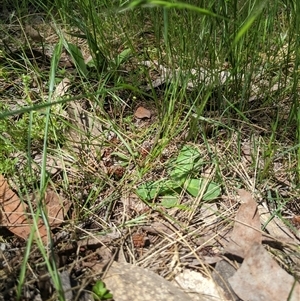 Vulpia bromoides at Higgins, ACT - 20 Oct 2024 01:42 PM