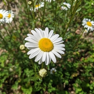 Leucanthemum vulgare at Scullin, ACT - 19 Oct 2024 12:26 PM