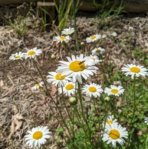 Leucanthemum vulgare at Scullin, ACT - 19 Oct 2024 12:26 PM