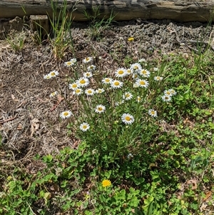 Leucanthemum vulgare at Scullin, ACT - 19 Oct 2024 12:26 PM