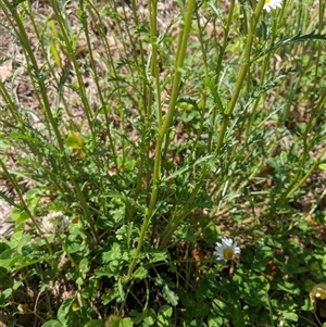 Leucanthemum vulgare at Scullin, ACT - 19 Oct 2024 12:26 PM