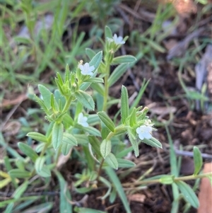 Buglossoides arvensis at Campbell, ACT - 20 Oct 2024 10:08 AM