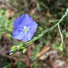 Linum marginale (Native Flax) at Campbell, ACT - 19 Oct 2024 by SilkeSma