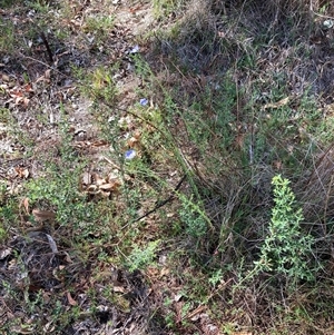 Linum marginale at Campbell, ACT - 20 Oct 2024