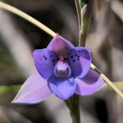 Thelymitra juncifolia (Dotted Sun Orchid) at Captains Flat, NSW - 20 Oct 2024 by Csteele4