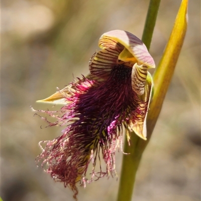 Calochilus robertsonii (Beard Orchid) at Captains Flat, NSW - 20 Oct 2024 by Csteele4