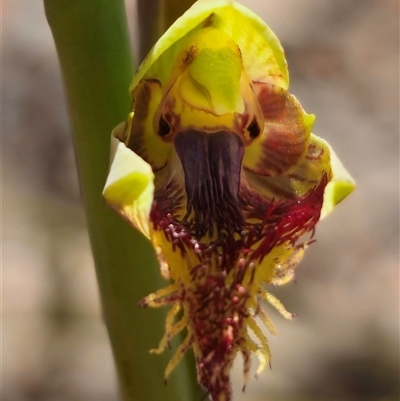 Calochilus montanus (Copper Beard Orchid) at Captains Flat, NSW - 20 Oct 2024 by Csteele4