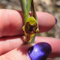 Calochilus montanus at suppressed - 20 Oct 2024