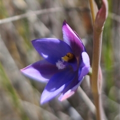 Thelymitra ixioides (Dotted Sun Orchid) at Captains Flat, NSW - 20 Oct 2024 by Csteele4