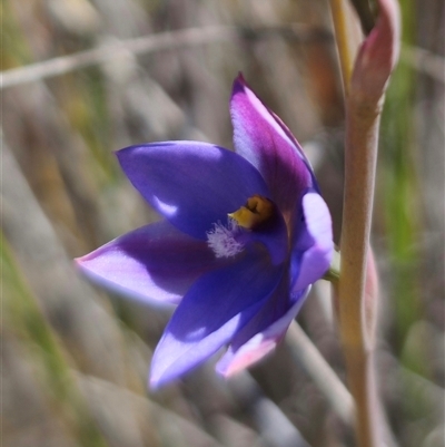 Thelymitra ixioides (Dotted Sun Orchid) at Captains Flat, NSW - 20 Oct 2024 by Csteele4