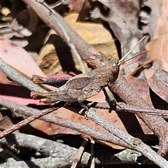 Unidentified Grasshopper (several families) at Monga, NSW - 20 Oct 2024 by MatthewFrawley