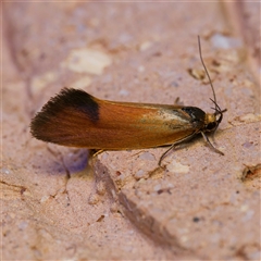 Delexocha ochrocausta (Chezala Group) at Harrison, ACT - 19 Oct 2024 by DPRees125