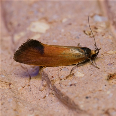 Delexocha ochrocausta (Chezala Group) at Harrison, ACT - 19 Oct 2024 by DPRees125