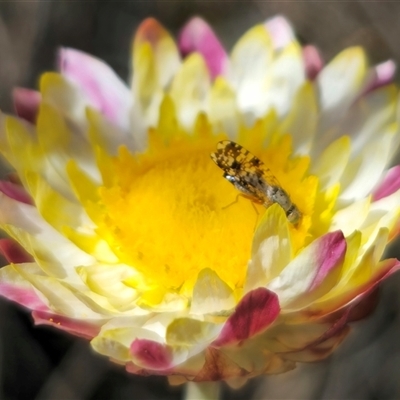 Austrotephritis poenia (Australian Fruit Fly) at Captains Flat, NSW - 20 Oct 2024 by Csteele4