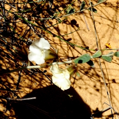 Bonamia rosea at Kalbarri National Park, WA - 11 Sep 2024 by Paul4K