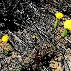 Podotheca gnaphalioides at Kalbarri National Park, WA - 11 Sep 2024 04:30 PM