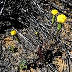 Podotheca gnaphalioides at Kalbarri National Park, WA - 11 Sep 2024 04:30 PM