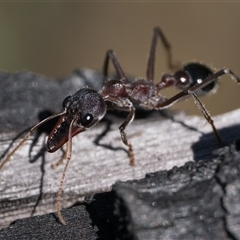 Myrmecia simillima (A Bull Ant) at Tennent, ACT - 20 Oct 2024 by patrickcox