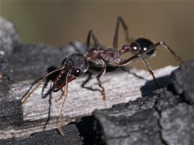 Myrmecia simillima (A Bull Ant) at Tennent, ACT - 19 Oct 2024 by patrickcox