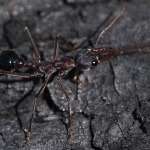 Myrmecia simillima at Tennent, ACT - 20 Oct 2024