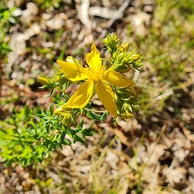 Hypericum perforatum (St John's Wort) at Fadden, ACT - 20 Oct 2024 by Mike