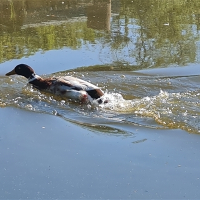 Anas platyrhynchos (Mallard (Domestic Type)) at Fadden, ACT - 19 Oct 2024 by Mike