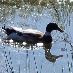 Anas platyrhynchos at Fadden, ACT - 20 Oct 2024 09:07 AM