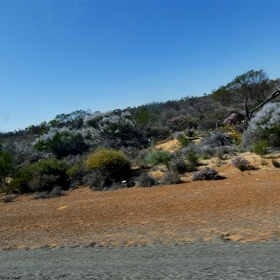 Unverified Other Shrub at Kalbarri National Park, WA - 11 Sep 2024 by Paul4K