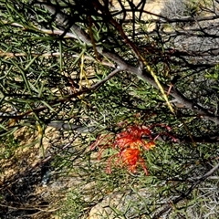 Grevillea dielsiana (Diels Grevillea) at Kalbarri National Park, WA - 11 Sep 2024 by Paul4K