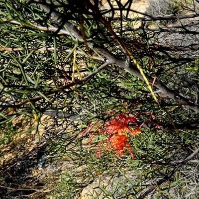 Grevillea dielsiana (Diels Grevillea) at Kalbarri National Park, WA - 11 Sep 2024 by Paul4K