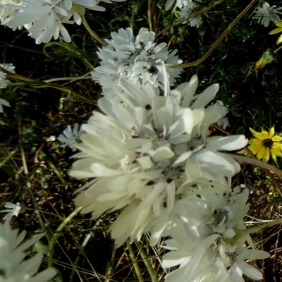 Unidentified Daisy at Kalbarri National Park, WA - 11 Sep 2024 by Paul4K