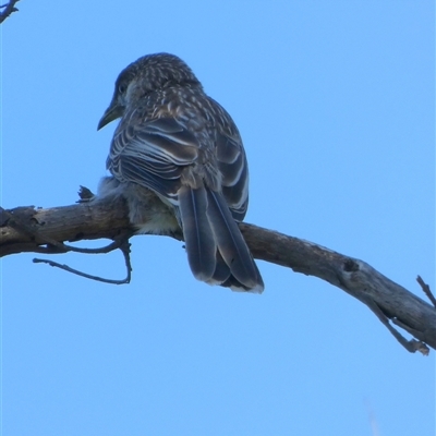 Anthochaera carunculata (Red Wattlebird) at Kalbarri, WA - 11 Sep 2024 by Paul4K