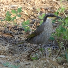 Gavicalis virescens (Singing Honeyeater) at Kalbarri, WA - 11 Sep 2024 by Paul4K