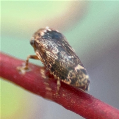 Eurymelinae (subfamily) (Unidentified eurymeline leafhopper) at Ngunnawal, ACT - 20 Oct 2024 by Hejor1