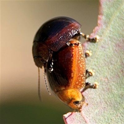 Paropsisterna cloelia (Eucalyptus variegated beetle) at Ngunnawal, ACT - 20 Oct 2024 by Hejor1