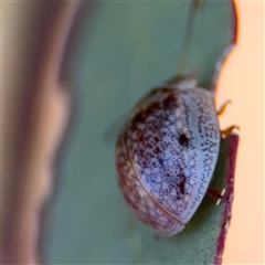 Paropsisterna m-fuscum at Ngunnawal, ACT - 20 Oct 2024 11:48 AM